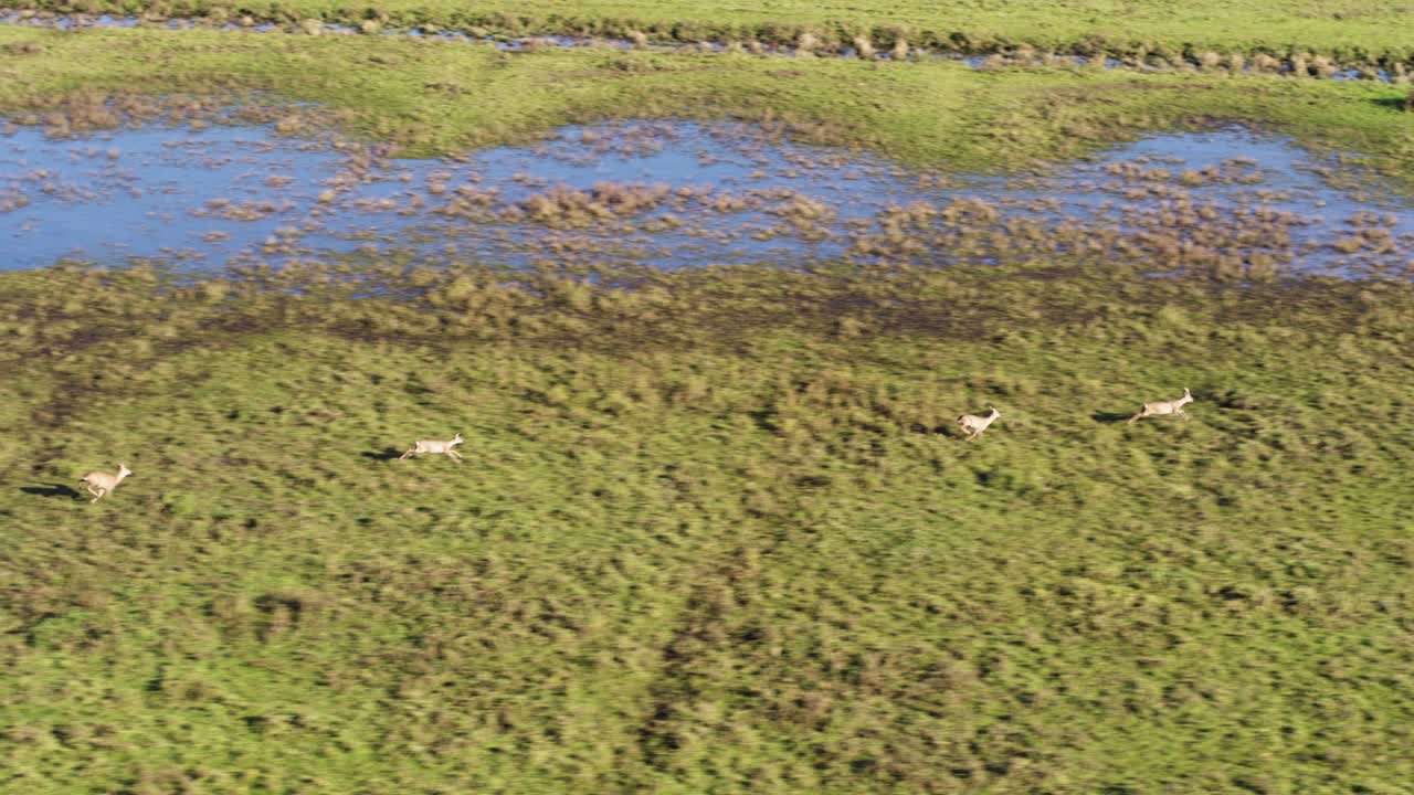 Aerial View of Antelope in a Flooded Grassland