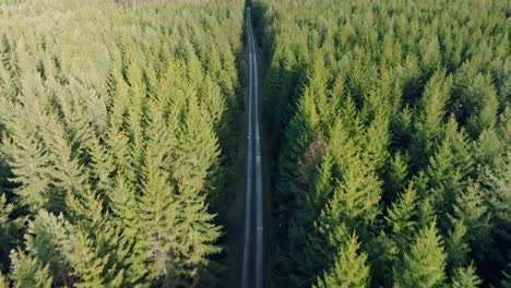 aerial drone forward moving shot of a hiking path through wild green pine forest on a sunny day