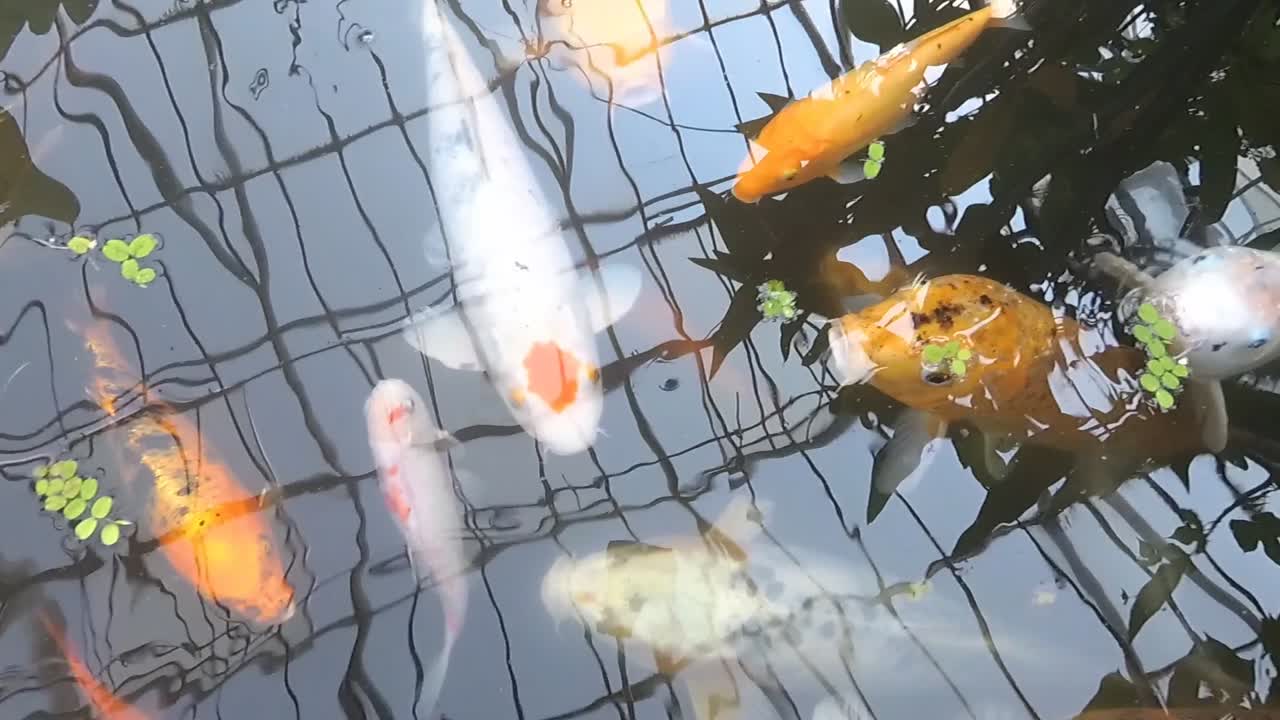 Orange and white carps swim in pond