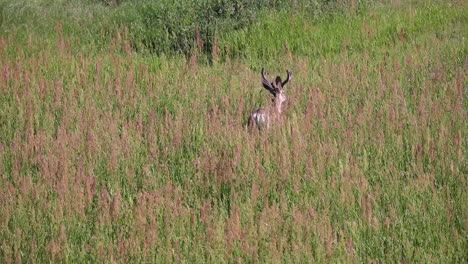 lone whitetail deer with short antlers walking undisturbed through tall grass