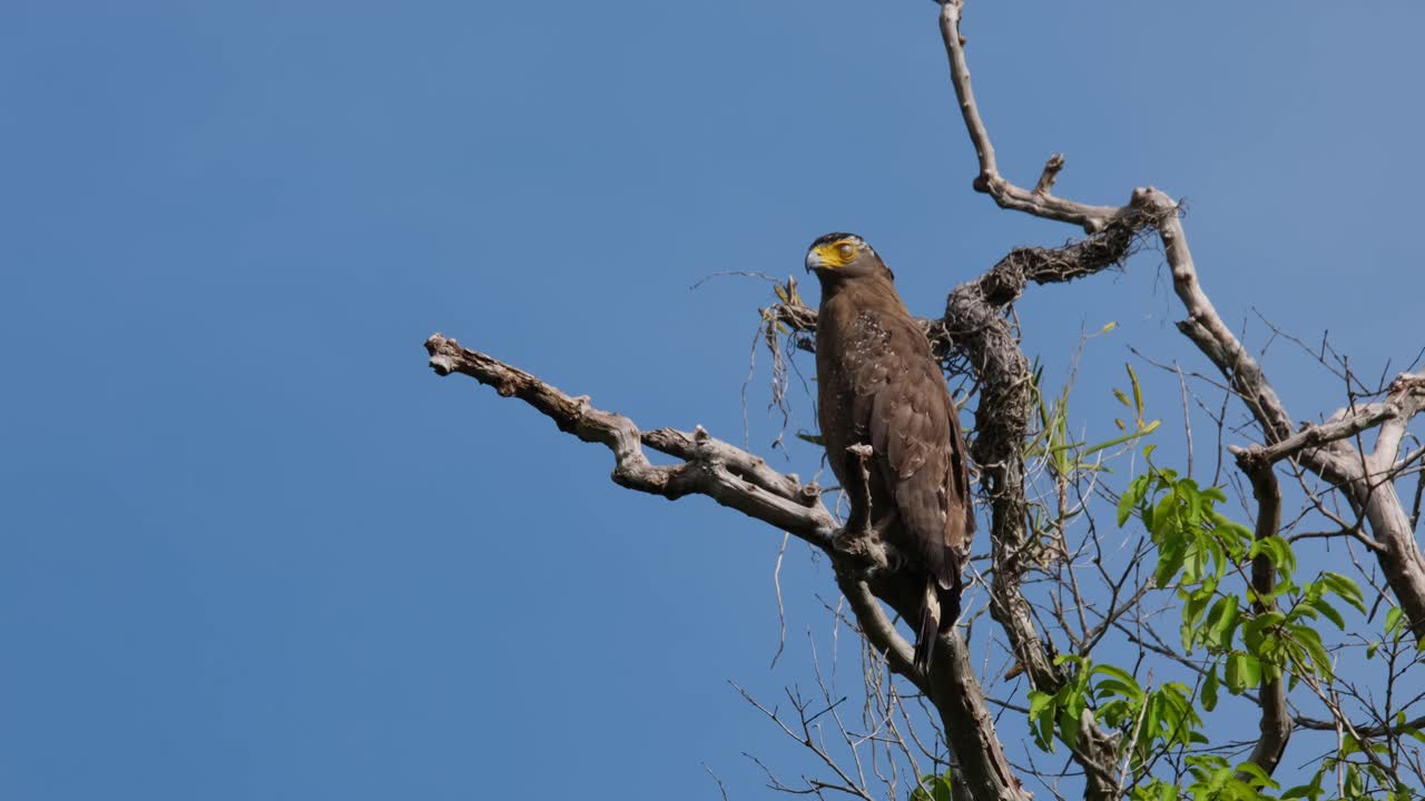 어깨를 돌리고 머리를 돌려 앞을 바라보는,  ⁇ 새 독수리 스필로니스 치라, 태국
