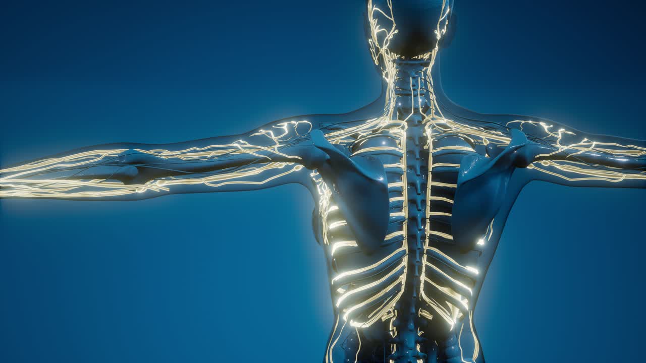 vasos sanguíneos del cuerpo humano