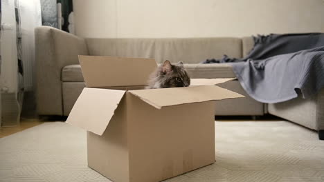 adorable gato sentado dentro de una caja de cartón en casa 1