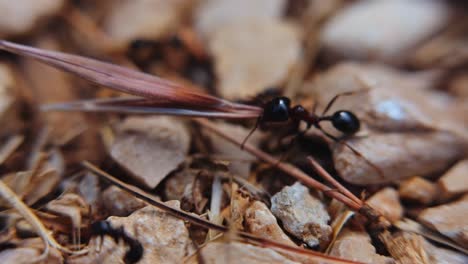 ants actively working on the forest floor among pebbles and pine needles during the day