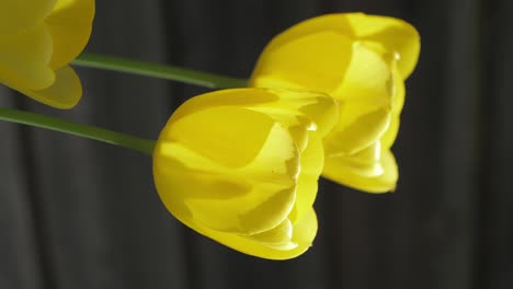 the long green stalk of the yellow tulip flower