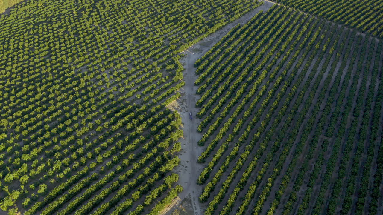 vista aérea de un huerto con filas de árboles frutales