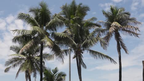 Blick-Auf-Palmen-Vor-Blauem-Himmel-In-Der-Nähe-Von-Bandra-Fort-Mumbai,-Indien-3