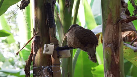 Paloma-De-Collar-Filipina-Durmiendo-Posada-Sobre-Un-árbol-Nativo-En-Catanduanes,-Filipinas