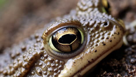 close-up of a frog's eye