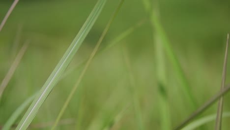 A-perennial-grass-native-to-tropical-and-subtropical-Asia-and-also-introduced-to-several-countries