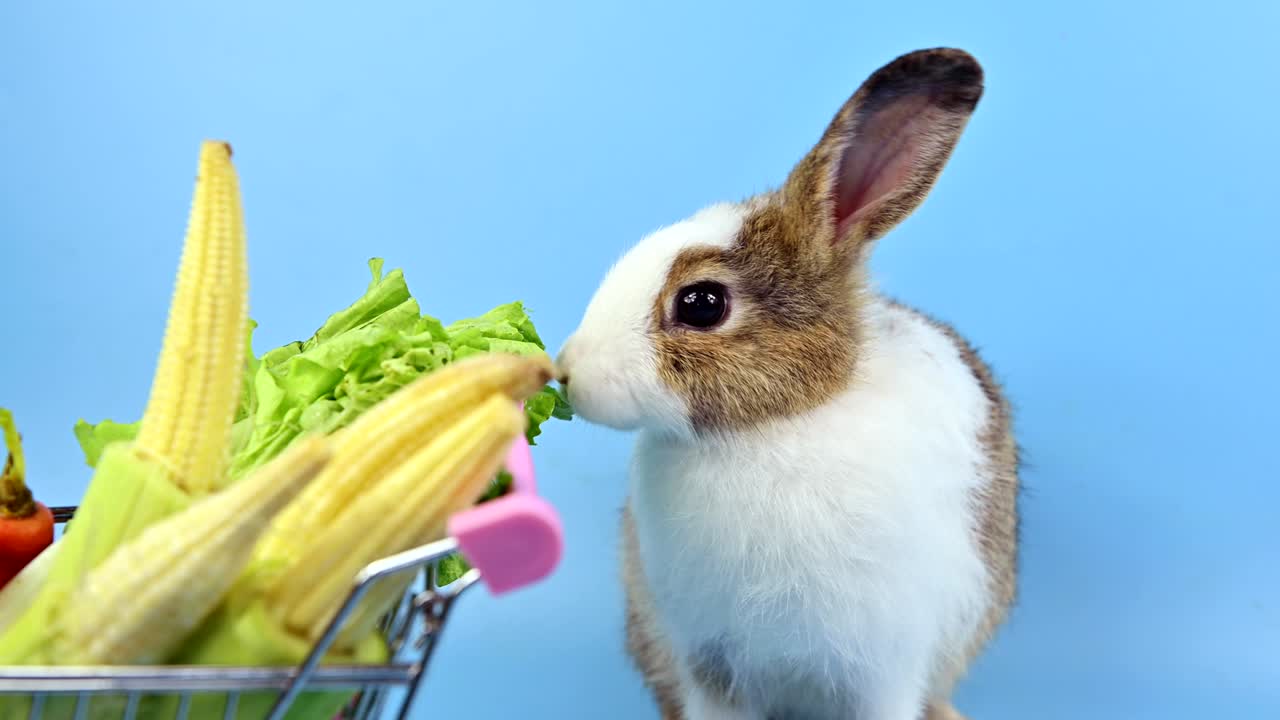 파란 스크린 배경의 토끼: 영 동물과 부활절의 똑똑한 애완동물