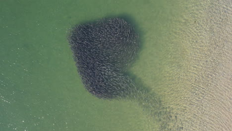 imágenes aéreas de un grupo de peces nadando a lo largo de la costa con aguas claras del océano, vista de avión no tripulado de la bola de cebo