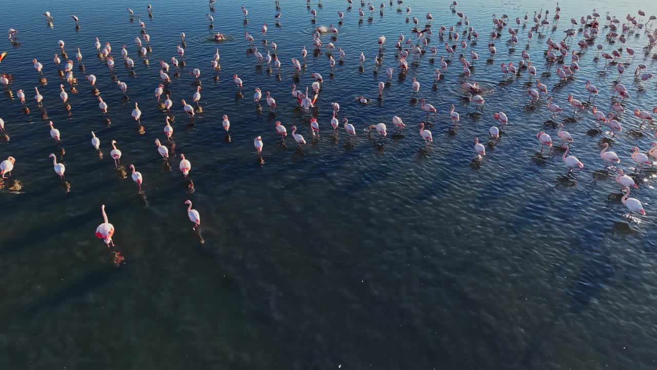 Flamingos gather in shallow water during sunset near a coastal area