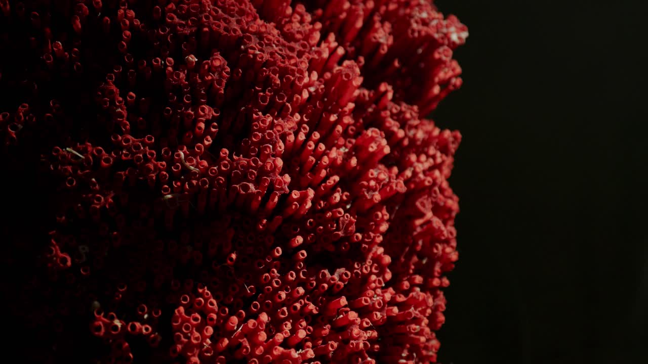 primer plano de la exhibición de coral de tubo de órgano rojo en el museo