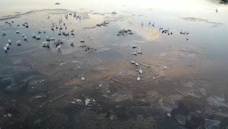 swans on an ice-covered river