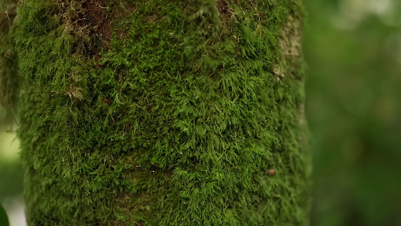 Un primer plano del musgo en el tronco del árbol