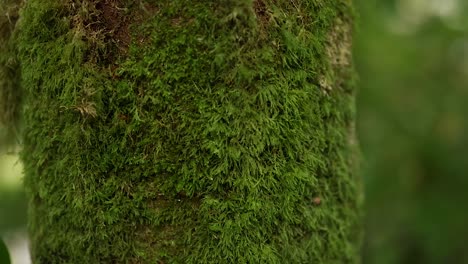 close-up of moss on tree trunk