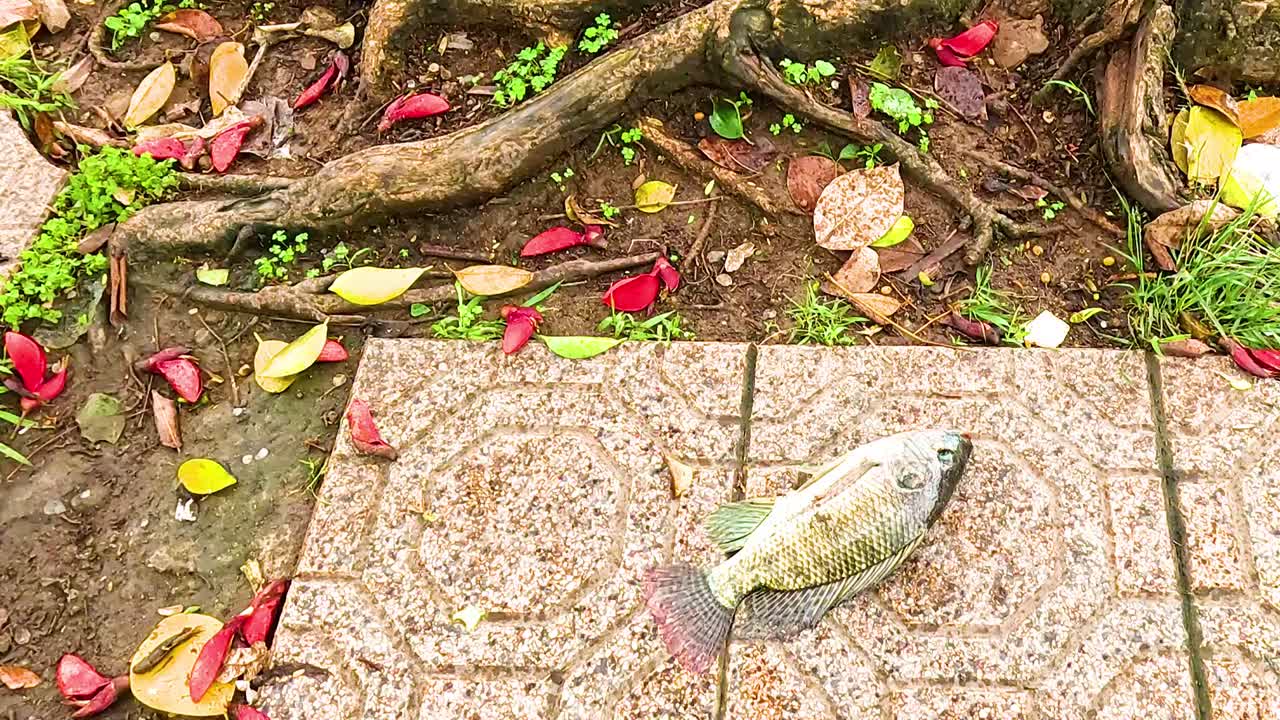 A fish lies on a tiled sidewalk surrounded by colorful fallen leaves and tree roots.