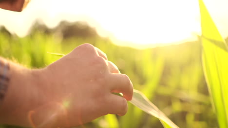 Lens-flare-close-up:-the-farmer's-hand-touches-the-corn-leaves-in-the-field-at-sunset-and-checks-the-quality-of-the-growing-crop-and-enters-the-data-for-analysis-into-the-tablet-computer-for-remote-monitoring-of-the-crop