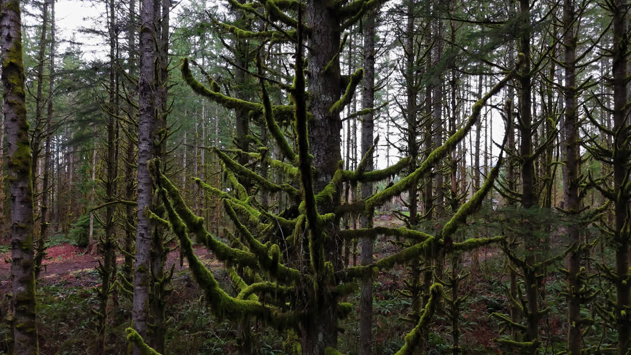 Pacific Northwest close up of moss covered tree and branches in moss forest in Washington State