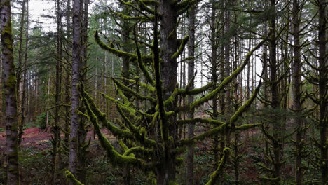 pacific northwest close up of moss covered tree and branches in moss forest in washington state