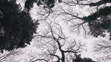 looking up into dreary bare tree branches in grey sky during winter