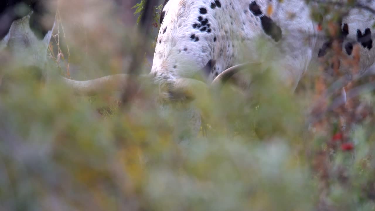 롱혼 암소 방목의 근접 촬영 보기