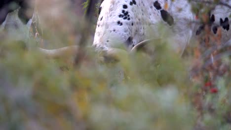 Closeup-view-of-longhorn-cow-grazing