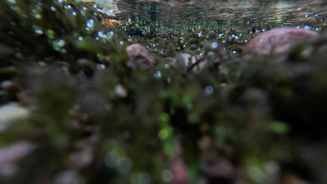 vista submarina de un arroyo con rocas y plantas