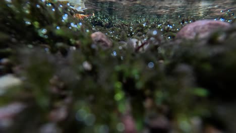 underwater view of stream with rocks and plants