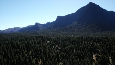 Panorama-Del-Bosque-De-Conos-En-Las-Montañas