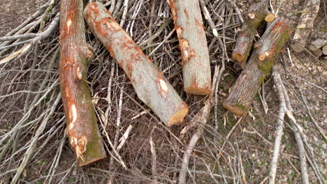 Closeup-view-of-dry-branches,-dead-trees-post-deforestation-in-Poland