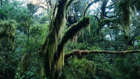 espectacular primer plano de árboles místicos con enredaderas colgantes en la selva tropical