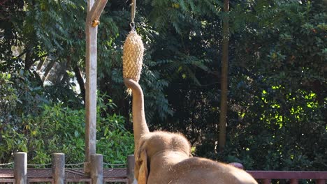 elephant reaching for food at the zoo