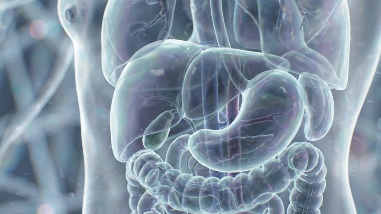 3D Medical Animation of Human Digestive System Organs