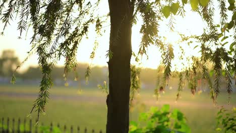 bottle  brush tree in wind in sunset