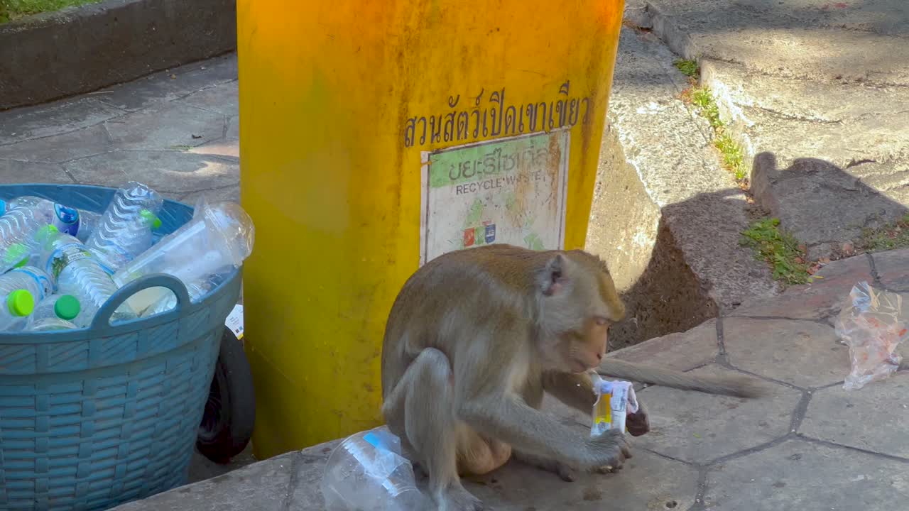Monkey explores trash for food at Chonburi Zoo