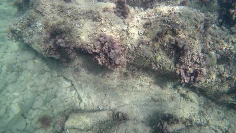 free dive submersion while snorkelling on shallow sea water