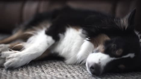 Australian-shepherd-sleeping-and-breathing-but-keeping-eyes-open-to-protect-enviroment