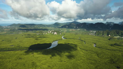 pristine mangrove forest on the coast of krabi ao luek ao nang, protected ecosystem natural habitat