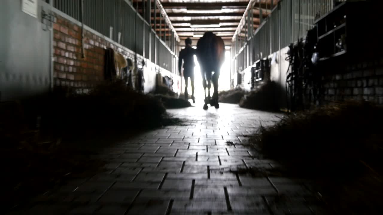 el joven jinete está caminando con un caballo fuera de un establo. hombre que lleva al caballo fuera del establo. silueta masculina con semental. vista trasera. amor por el animal. hermoso fondo. toma de steadicam
