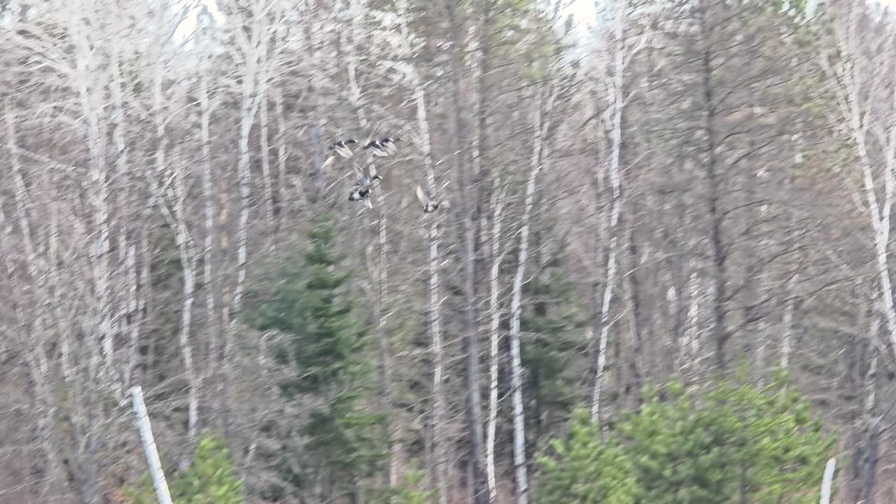 Birds soaring over the serene lake surface before flying into the surrounding trees
