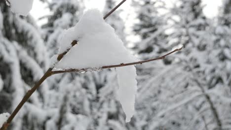 snow on a leafless tree branch in a winter forest, close up, blurred background