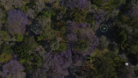 vuelo aéreo sobre verde parque púrpura naturaleza en primavera sobre hermoso edificio de cúpula