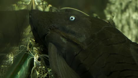 large black pleco catfish colombian blue eyed pleco sitting on bottom of aquarium tank with other catfish swimming around