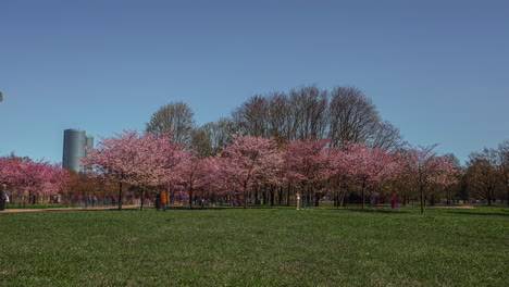 the japanese cherry trees are in full bloom in a park in riga in latvia