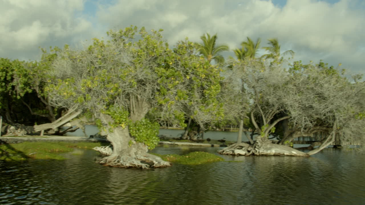 하와이 마우나 라니 연못 산책로 나무와 초록색 빅 아일랜드 오버 호텔