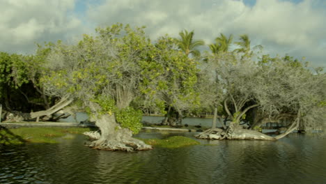 hawaii mauna lani estanques pasarela árboles y vegetación gran isla albergue hotel