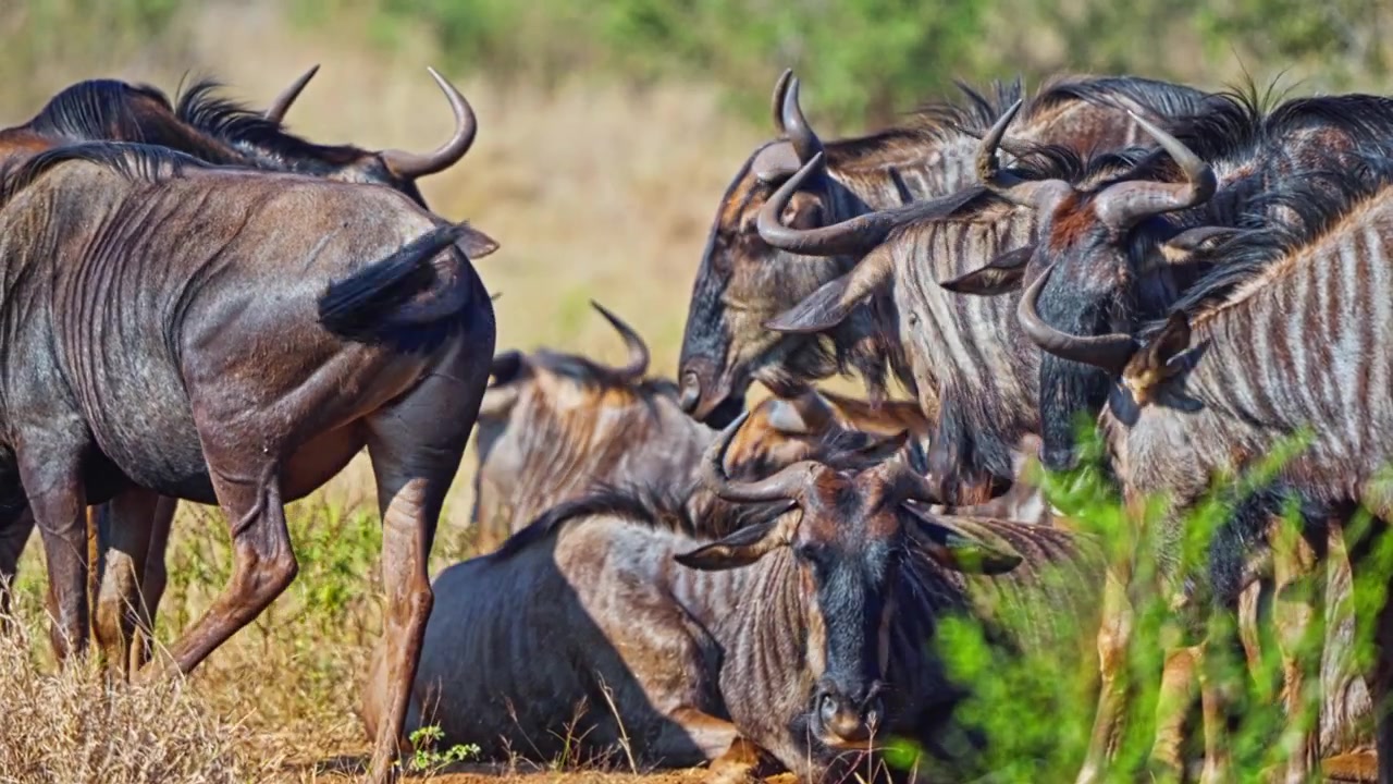 Blue wildebeest herd resting together in a wildlife reserve near Cape Town, South Africa, surrounded by dry grass and bush in a natural savanna habitat, handheld close-up view