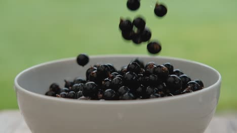 Ripe-black-currant-berries-falling-into-bowl-on-green,-natural-background,-slow-motion